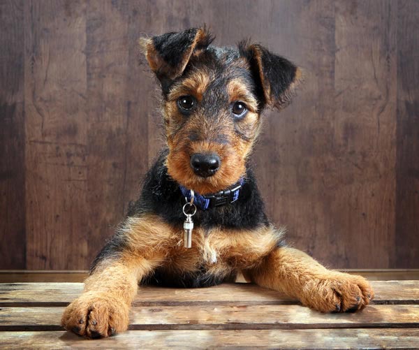 Ваша собака. Эрдельтерьер (Airedale Terrier) - король терьеров. Мытье и  стрижка собаки в зоосалоне СПб