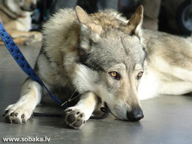 Порода собак чехословацкая волчья - нечастый посетитель салона красоты для  животных