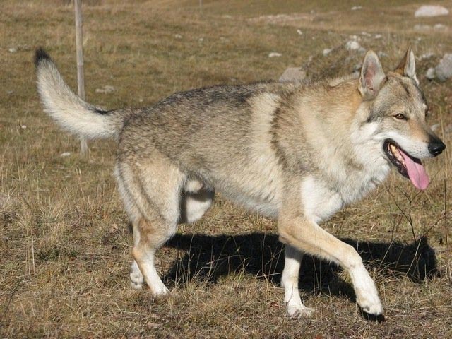 Порода собак чехословацкая волчья - нечастый посетитель салона красоты для  животных